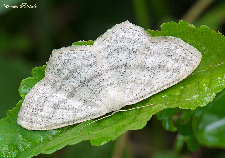 Scopula nigropunctata